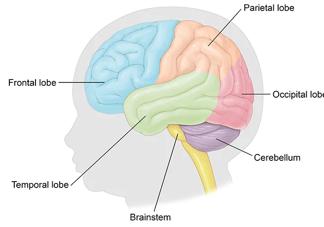 bc child brain logo updated 2020 wide 1