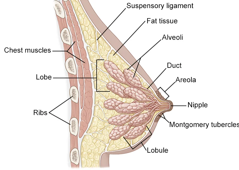 bc breast anatomy logo 4x3 1